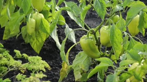 Sweet pepper (Capsicum annuum) Stock Footage 15215669