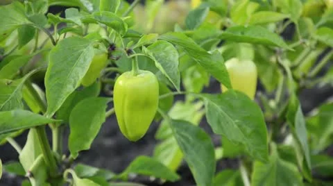 Sweet pepper (Capsicum annuum) Stock Footage 15215702