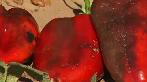 Sweet pepper disease, close up Stock Footage 56514170