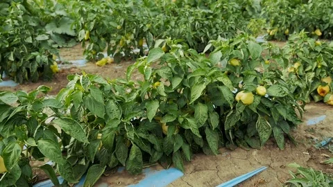 Sweet pepper on a field Stock Footage 73878899