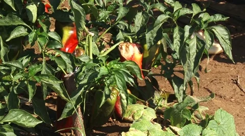 Sweet pepper fruit disease Stock-Footage 56514082