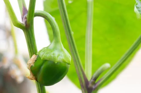 A sweet pepper fruit at the initial stage of growth. Fotos de archivo