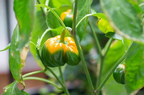 A sweet pepper fruit at the initial stage of growth. Photos