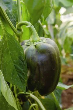 Sweet pepper growing Foto stock