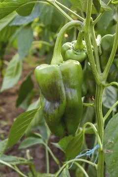 Sweet pepper growing Foto stock