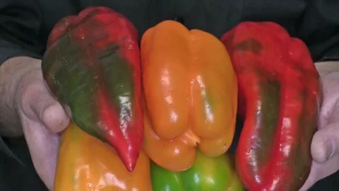 Sweet pepper in hands, closeup. Stock Footage 160102946