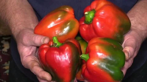 Sweet pepper in the hands, closeup. 스톡 동영상 160362926