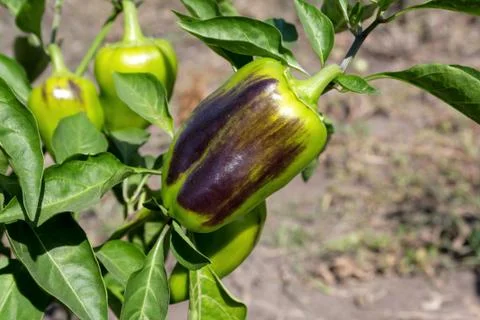 Sweet pepper Stock Photos