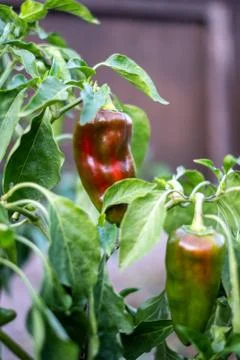Sweet pepper Stock Photos