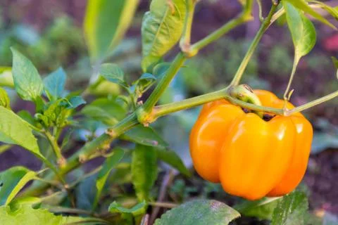 Sweet pepper Stock Photos