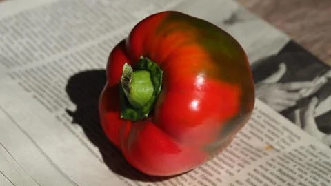 Sweet pepper is on the table Stock-Fotos