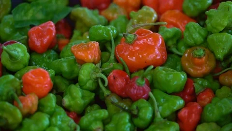 Sweet Peppers 4K Stock Footage 119889549