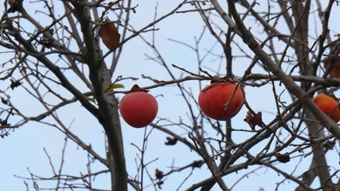 A sweet persimmon tree Stockbeeldmateriaal 162634716