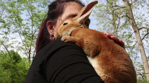 Sweet pet bunny Stock Footage 22935260