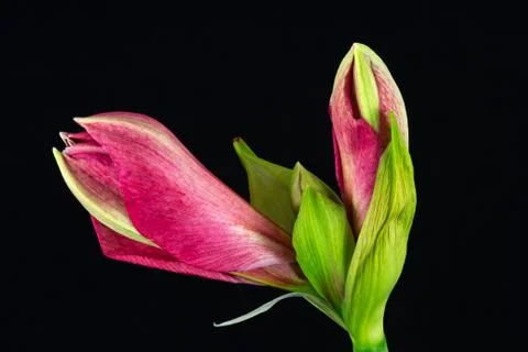 Sweet pink Stock Photos
