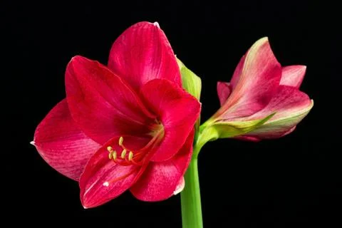 Sweet pink Stock Photos