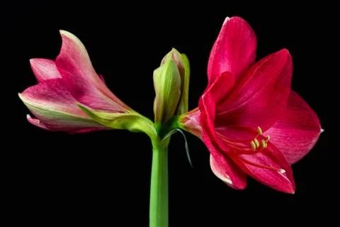 Sweet pink Stock Photos