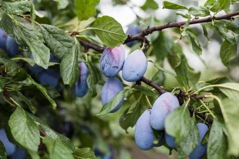 Sweet Plums Stock Photos