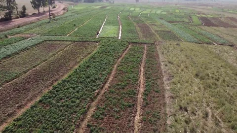 Sweet Potato Farm Stock Footage 166978077