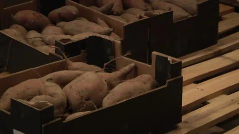 Sweet Potato Stock Footage 135698691