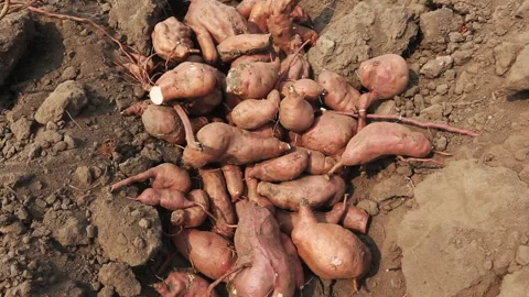SWEET POTATO Stock Footage 306695095