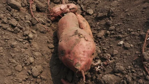 SWEET POTATO Stock Footage 306695144