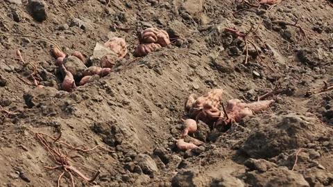 SWEET POTATO Stock Footage 306695151