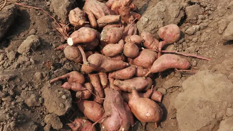 SWEET POTATO Stock Footage 306695152