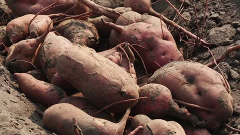 SWEET POTATO Stock Footage 306695163