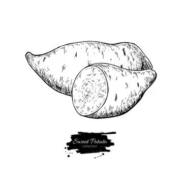 Sweet potato hand drawn vector illustration. Isolated Vegetable engraved st.. Illustrazione stock
