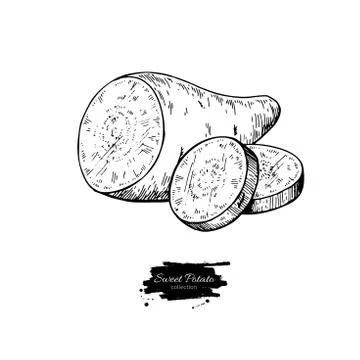 Sweet potato hand drawn vector illustration. Isolated Vegetable engraved st.. Stock Illustration