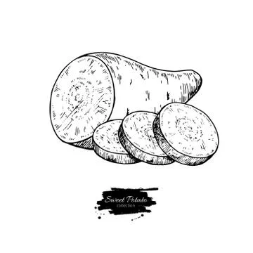 Sweet potato hand drawn vector illustration. Isolated Vegetable engraved st.. Stock Illustration