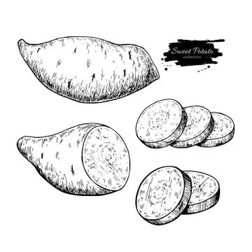Sweet potato hand drawn vector illustration. Isolated Vegetable engraved st.. Stock Illustration