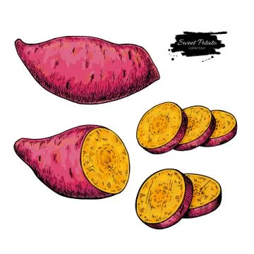 Sweet potato hand drawn vector illustration. Isolated Vegetable Stock Illustration