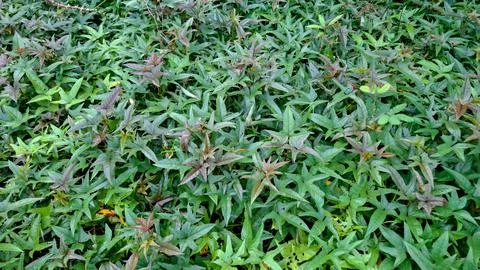 Sweet Potato Leaf Patch with Green and Purple Foliage Stock Photos