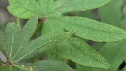 Sweet potato leaf texture Stock Footage 313740037