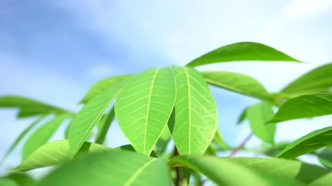 Sweet potato leaves blown by the wind close-up view Stock Footage 211576989