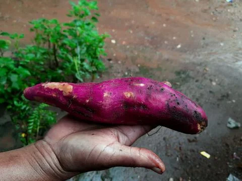 Sweet potato Foto stock