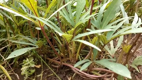 Sweet potato plants Stock Footage 326268751