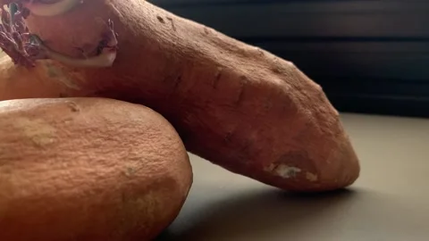 Sweet Potato Sprouting Stock Footage 135988928