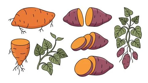 Sweet Potato Vector Illustration Set Stock Illustration