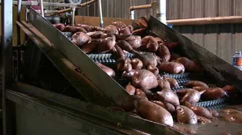 Sweet potatoes being processed Stock Footage 12179029