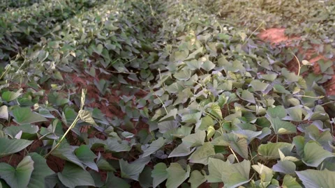 Sweet potatoes growing in farm field Stock Footage