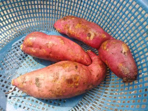 Sweet potatoes on plastic basket. Root vegetable Stock Photos