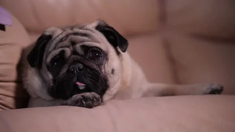 A sweet pug dog lying on sofa, cute eyes, glance. Beauty face. Close up Stock Footage 100160776