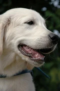 Sweet puppy Stock Photos