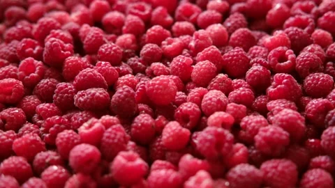 Sweet raspberry background. Full frame of fresh raspberries. Red ripe berry Video stock 312187380