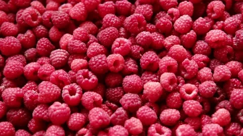 Sweet raspberry background. Full frame of fresh raspberries. Red ripe berry Video stock 313155960