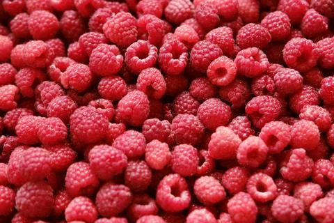 Sweet raspberry background. Full frame of fresh raspberries. Red ripe berry Stock Photos