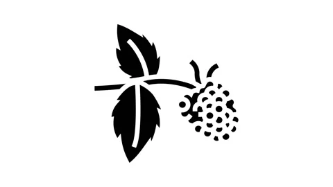 Sweet raspberry fruit glyph icon animation Stock Footage 222852018